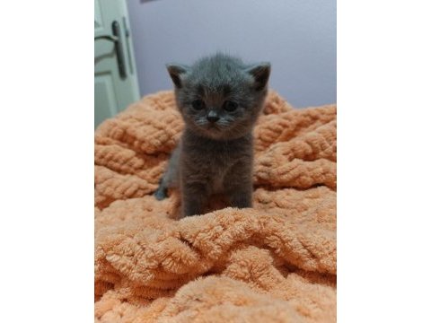 British shorthair yavrularımız
