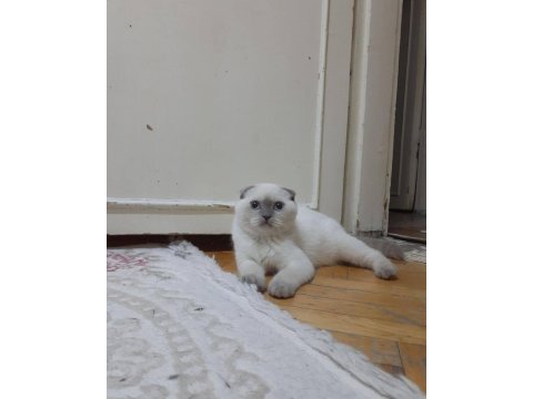 Safkan orjinal tam bir şebek scottish fold