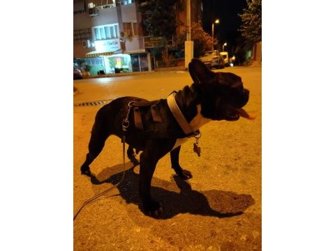 En küçük boy dişi fransız buldog eğitimli 2.5 yaşında