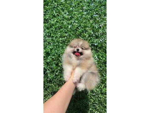 Irk ve sağlık garantili ayıcık surat pomeranian boo bebekler