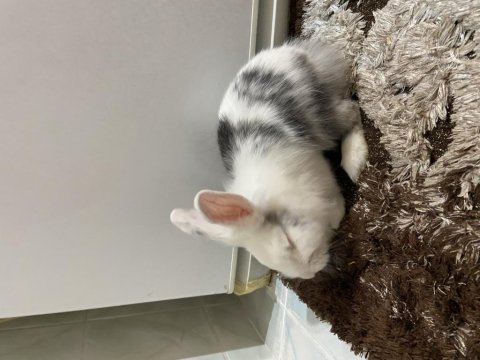 7 aylık tavşan sahiplendirme