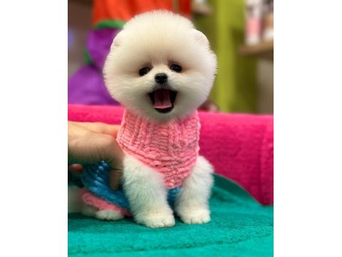 Orjinal pomeranian boo