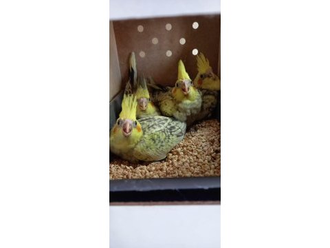 Sevimli sultan papağanı yavruları pied