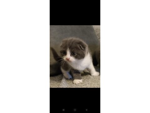 2 aylık teslime hazır scottish fold yavrular