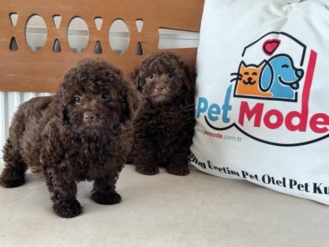 Petmode köpek çiftliğinden chocolate toy poodle