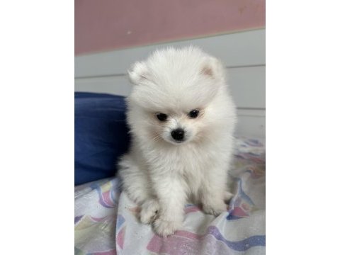 Dişi pomeranian boo 2 aylık
