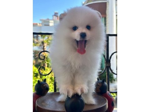 Show kalite pomeranian bebekler