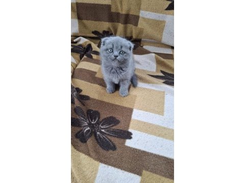 Küçük minnoş kedim