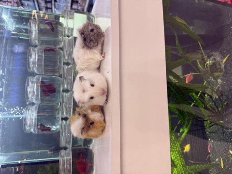 Ginepig yavruları renk renk