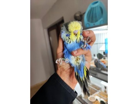 Yeme yeni düşecek olan vasıflı show jumbo kuşlar