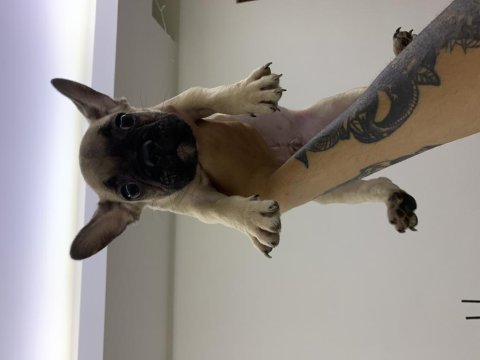 Son 1dişi 1erkek bulldog yavrularımız