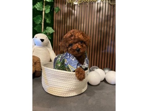Ankara nın en güzel toy poodle yavruları