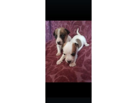 Jack russell bebişler