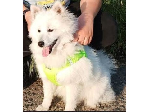 6 aylık erkek japon spitz