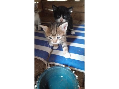 3 kardeşe sahip aranıyor kedilere