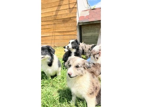 Zeka ve eğlence merle renk border collie yavrular