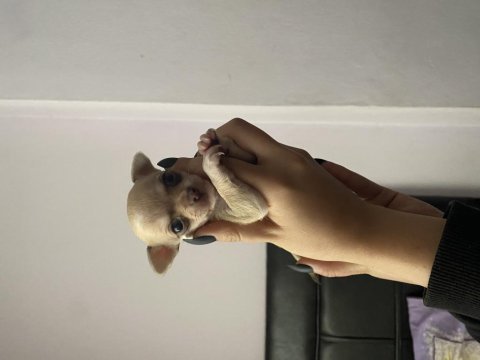 Safkan chihuahua yavruları