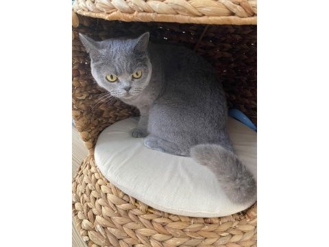 4 yaşında tüm aşıları tam british shorthair