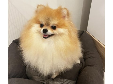 2 yaşında annelik tecrübeli pomeranian boo