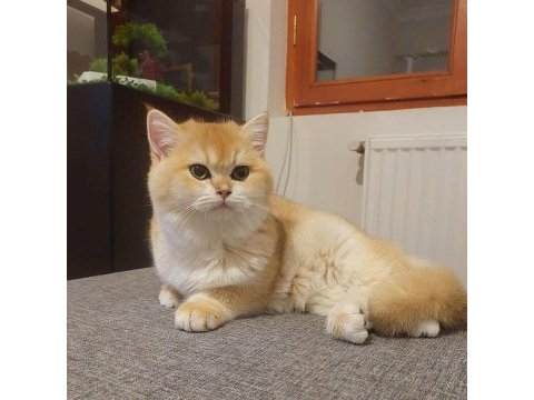 British shorthair kedisi
