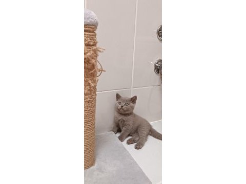 Safkan british ve scottish fold yavrular