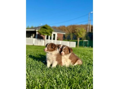 %100 safkan border collie yavruları çiftlikten