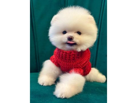 Yurt dışı giriş konya içi elden teslim pomeranian yavrular