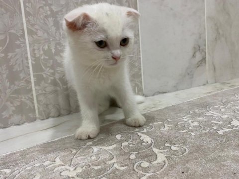 Mersin scottish fold beyaz/gri yavrular