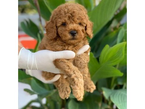 Red toy poodle yavrular
