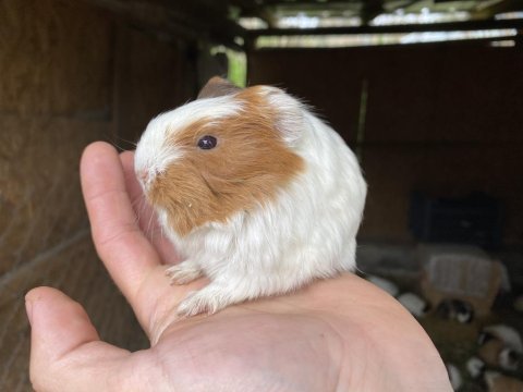 Aşırı sevimli sheltie yavru guinea pig