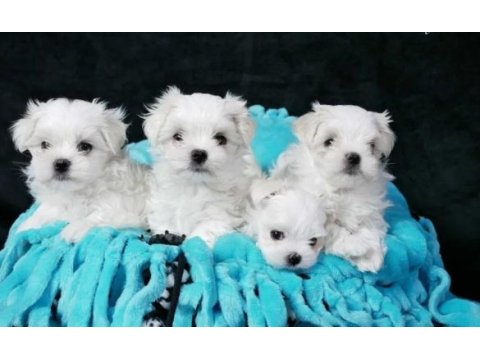 Maltese terrier yavrumuz