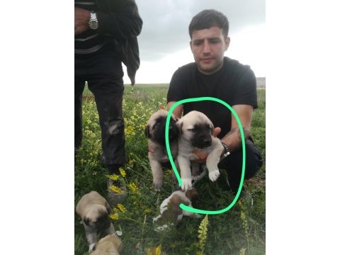 2 aylık erkek dişi orjinal sivas kangalları