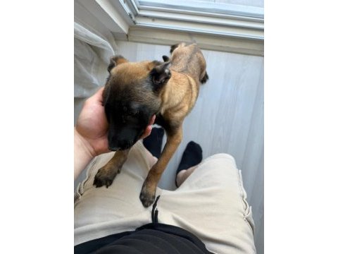 Şecereli safkan şampiyona köpeği 3 aylık malinois