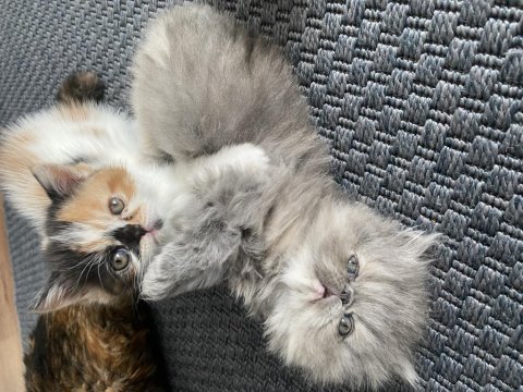 Mutlu yuva huzurlu aile dostları exotic shorthair