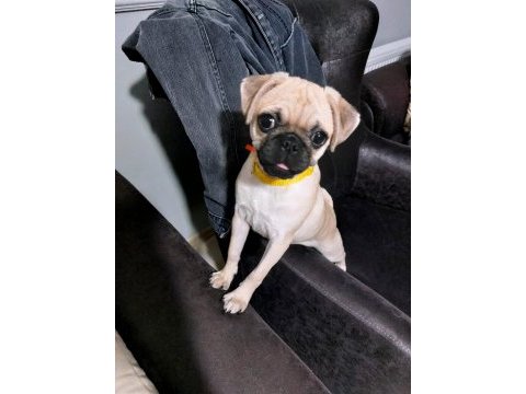 Dişi pug 1 yaşında köpeğimiz