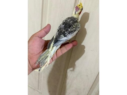 52 günlük renk güzeli pied bebek sultan papağanı