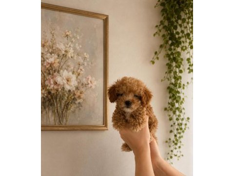 Maltipoo minik canlar orijinal ev üretimi