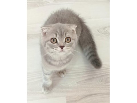 Gümüş yeni yuvasını arıyor scottish fold