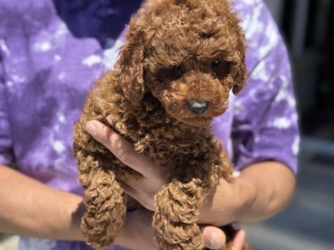 Çok özel boyve kg ram garanli aşılı karneli toy poodle