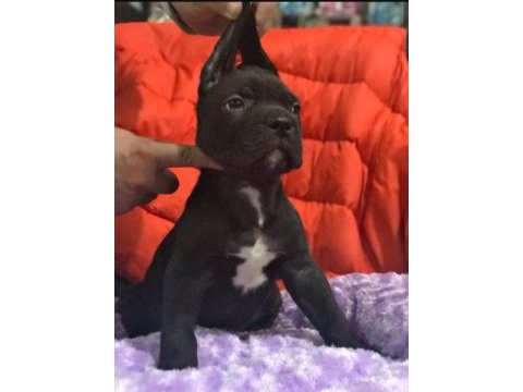Cane corso koca kafa yavrular