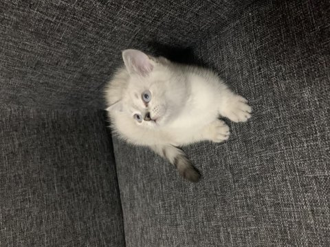 Arkadaş canlısı oyuncu show kalite british shorthair
