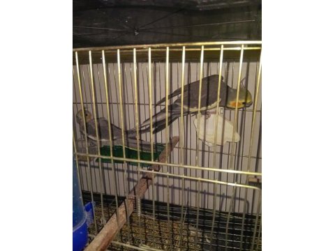 Hazır pied sultan çalışan takımı erkek olan konuşuyor
