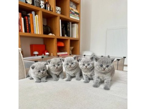 British shorthair yavru kedilerimiz