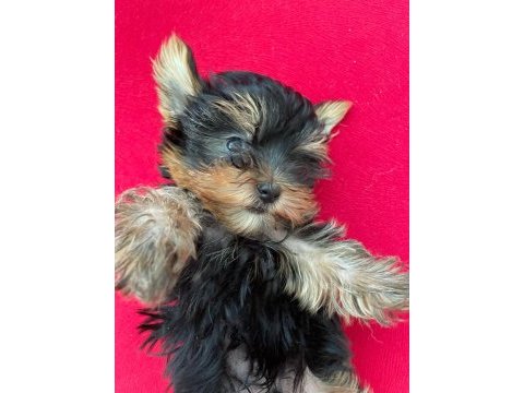 A kalite yorkshire erkek
