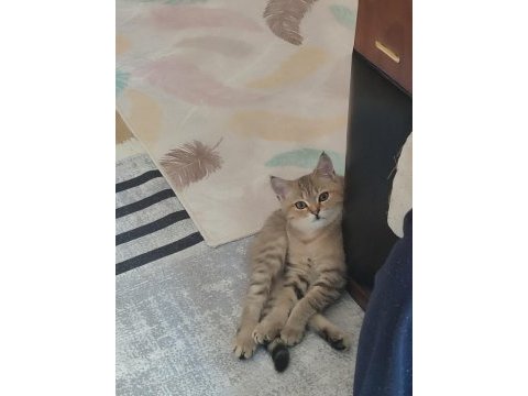 Biritish kedi
