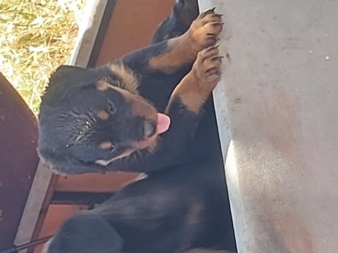 Irk garantili rottweiler yavruları