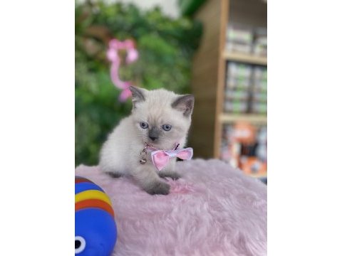 Prenses kızım ırk sağlık garantili british shorthair