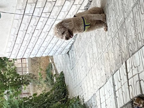 Toy poodle dişi 17 aylık