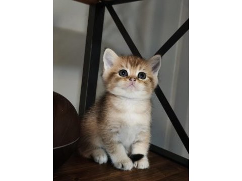 Golden minik british shorthair bebeğim