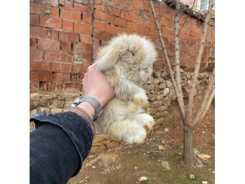 Teddy lop tavşanı sütten kesilenler